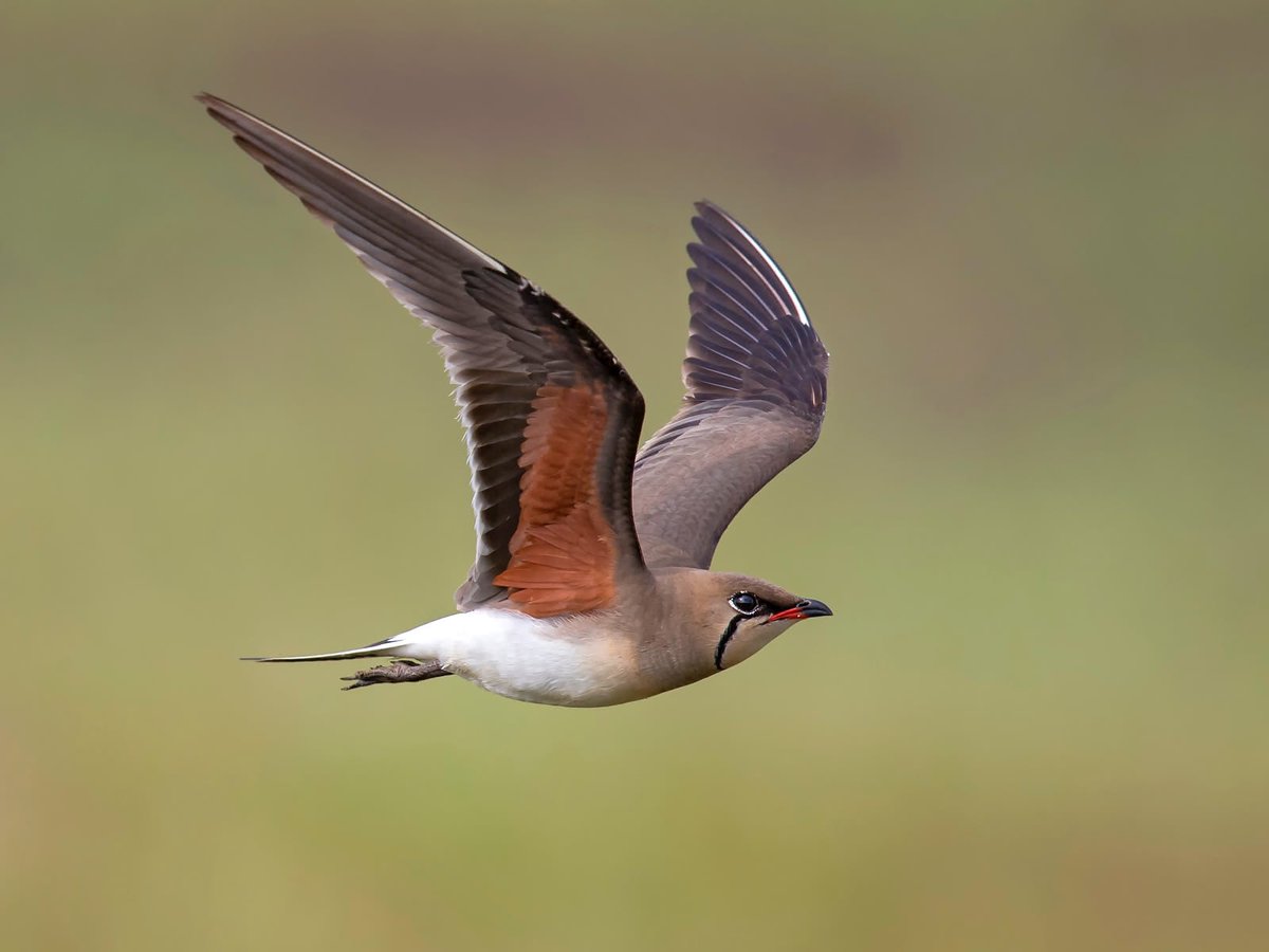 Come join me on my forthcoming 5-day tour of the fantastic Camargue 25th-30th May, still 2 places left! 
DM for details 🦩🦉🦋