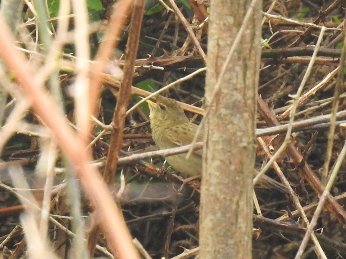 Chris' Wildlife Sightings & Photography (@southdevonbirds) on Twitter photo Black-throated Diver, Grasshopper Warbler, Whimbrel, Sedge Warbler, Tree Pipit, 4 Willow Warblers and 3 Swallows the highlights from St Keverne to Coverack, in Cornwall today #birding #ukbirding #birds <a href="/CBWPS1/">Cornwall Birds</a> Black-throated Diver, Grasshopper Warbler, Whimbrel, Sedge Warbler, Tree Pipit, 4 Willow Warblers and 3 Swallows the highlights from St Keverne to Coverack, in Cornwall today #birding #ukbirding #birds <a href="/CBWPS1/">Cornwall Birds</a>