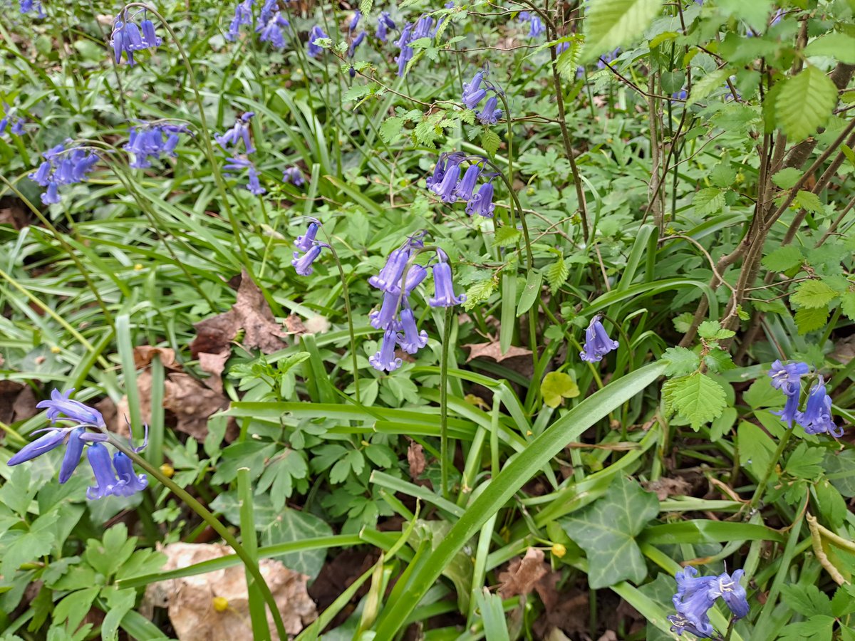 Kriegback's tweet image. Ça pousse.
#hyacinthoides #non #scripta #jacinthe #bois #bluebell #blue #bells #purple