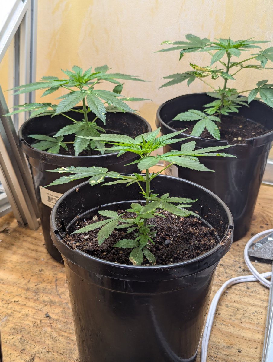 Current clones seem to be bouncing back . . .