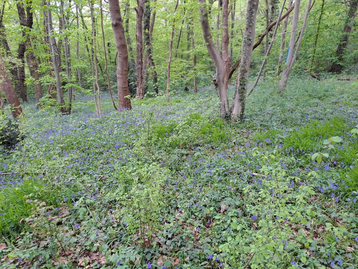 Kriegback's tweet image. Ça pousse.
#hyacinthoides #non #scripta #jacinthe #bois #bluebell #blue #bells #purple