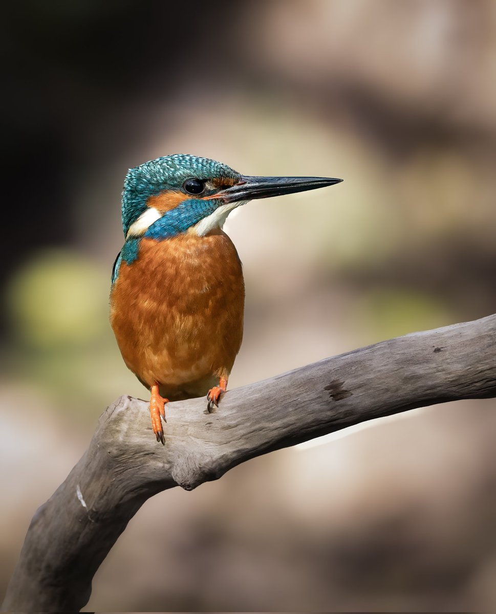 Some more kingfishers shots
