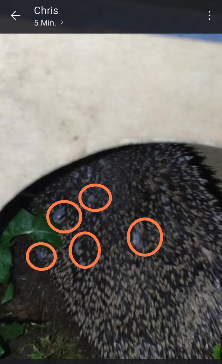 RitterinVomNi's tweet photo. @HilfeIgel ๐
Liebe Bea, habe gerade eine Aufnahme von unserem Igor gesehen, den wir vor knapp einer Woche auf freie Pfote gesetzt haben.
Er hatte รผber 1 kg unter den Stacheln. Jetzt habe ich auf Anhieb 5 Zecken erkannt ๐ฑ. Ist das noch ok fรผr einen gesunden Igel?
#FreeIgor https://t.co/L2B2ZW2czG