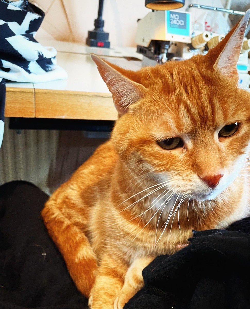 ZARAMIAAVA's tweet image. Kia helping with sewing! 🐱 

#sewing #overlocker #sewingmachine #cat #gingercat #sew #fashion #sustainablefashion #veganfashion #crueltyfreefashion