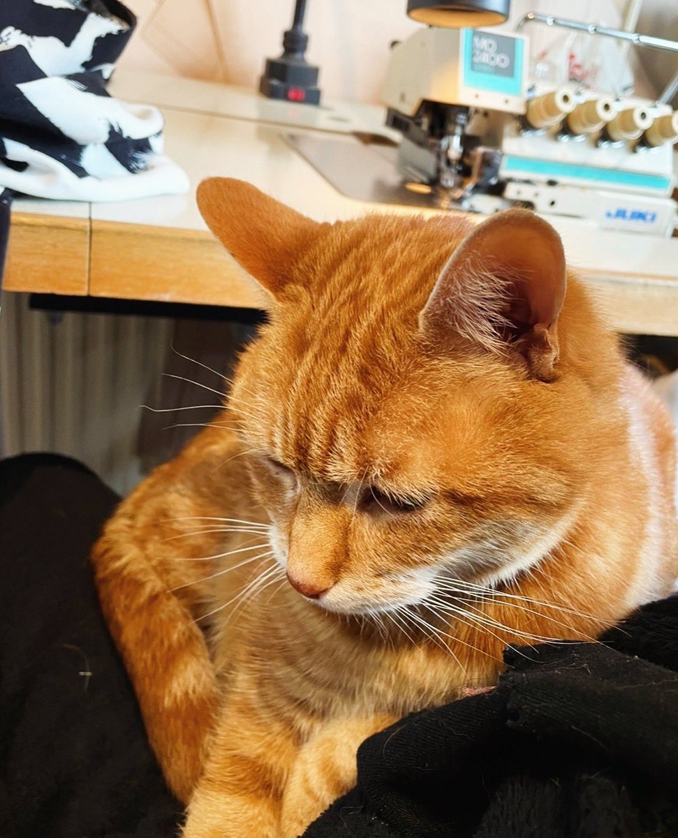 ZARAMIAAVA's tweet image. Kia helping with sewing! 🐱 

#sewing #overlocker #sewingmachine #cat #gingercat #sew #fashion #sustainablefashion #veganfashion #crueltyfreefashion
