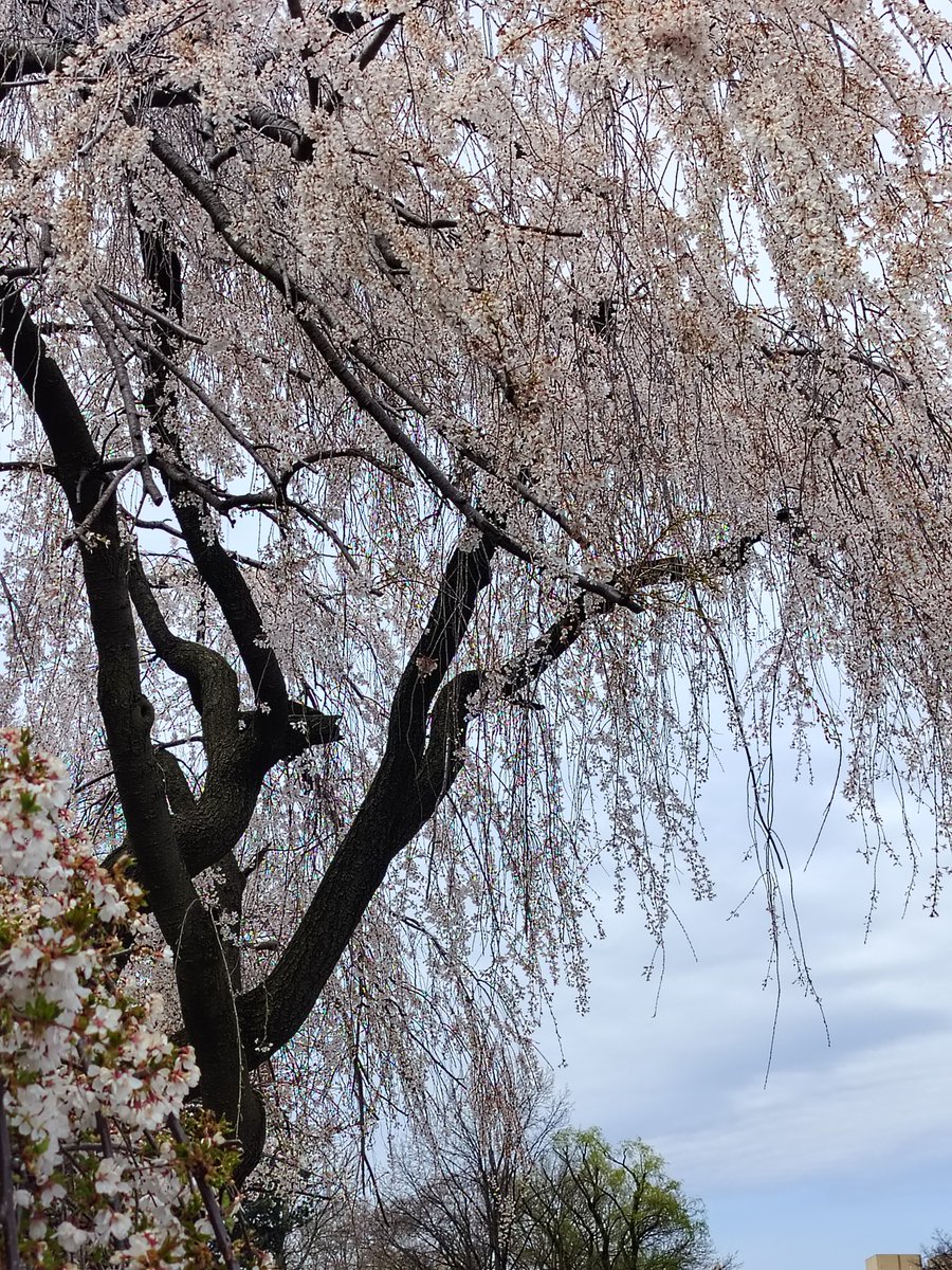 Sakhi Bhansali tweet media