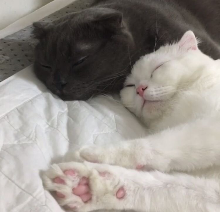 nwjihyu's tweet photo. @sasukeogato APENAS SEU. 
olha amor eu e você 🥰 https://t.co/fqYLb3NADJ