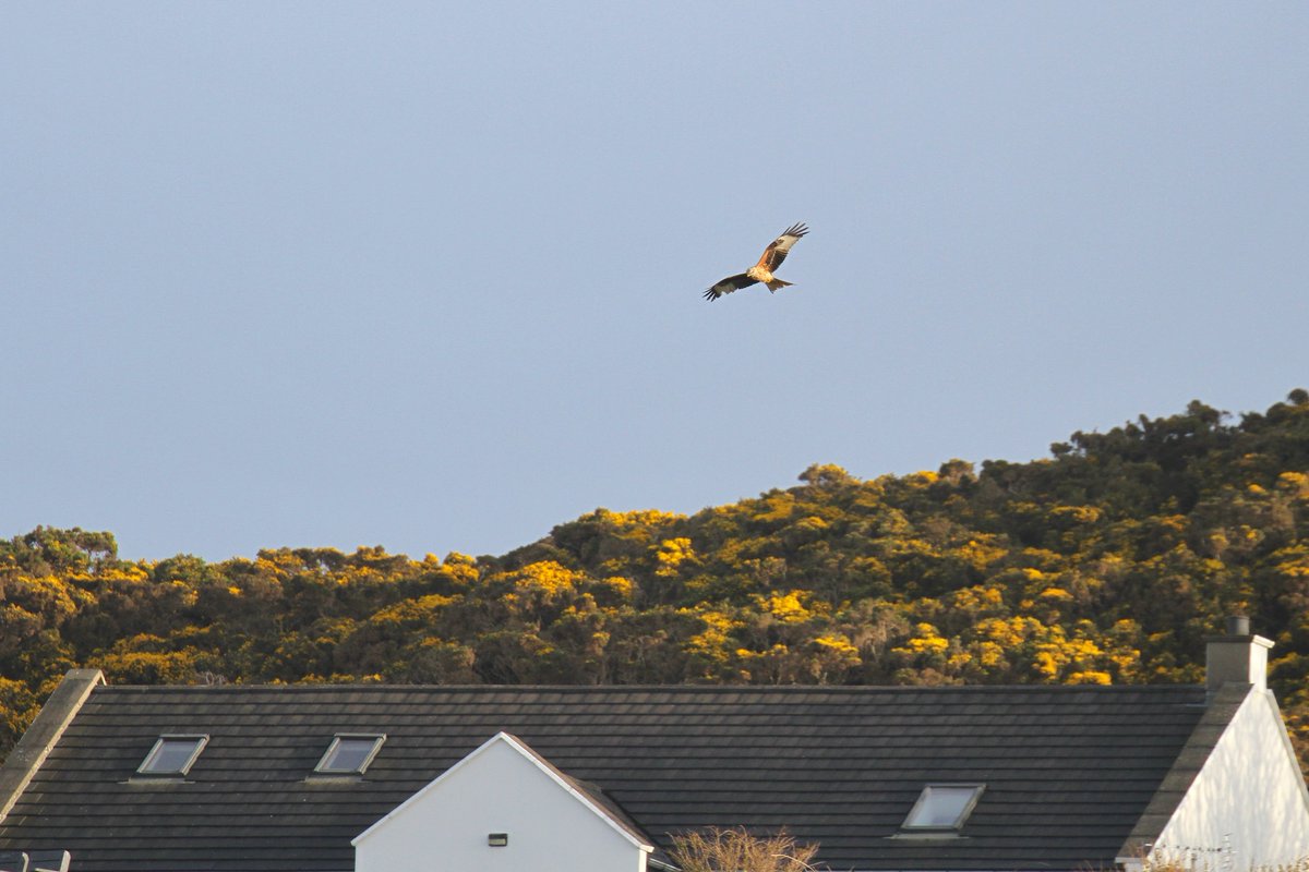 Exciting to hear news of a Red Kite on the island yesterday, spotted by Stephen Ryan. Even better to see it still present this morning! Quite a raggedy-looking young bird, but still a thrill to watch. This is the first record here for almost exactly a year