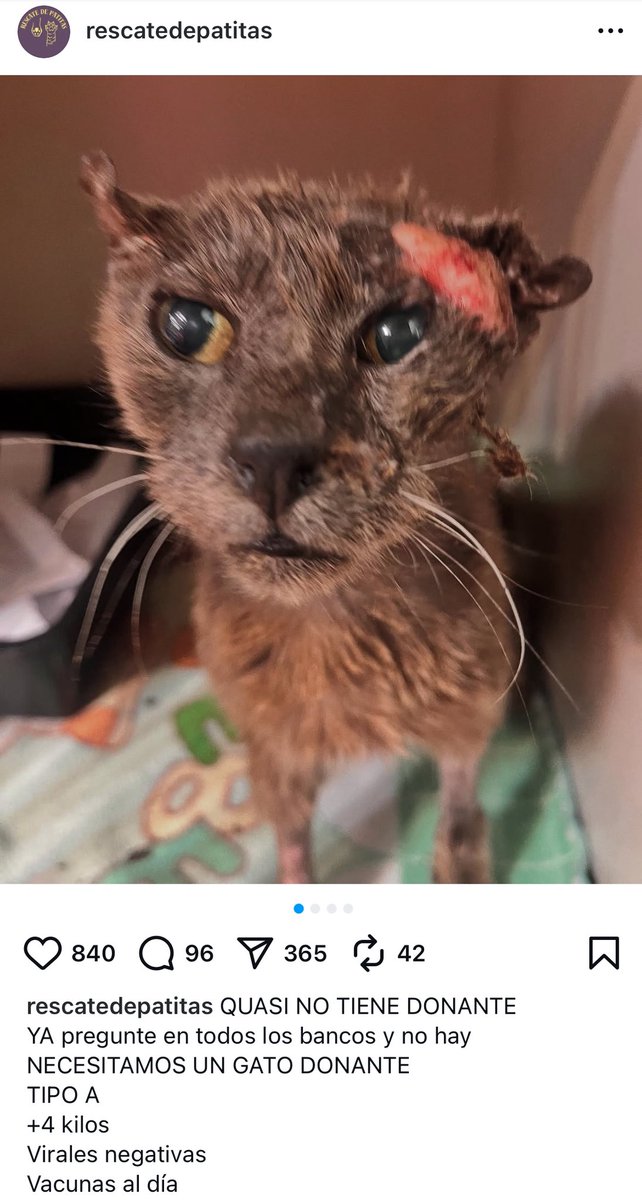 ladymarketok's tweet photo. QUASI NO TIENE DONANTE

SE NECESITA UN GATO DONANTE
TIPO A
+4 kilos
Virales negativas
Vacunas al día

Contacto: Rescatedepatitas https://t.co/1jPmyCJWqz https://t.co/QO2uuUs16G