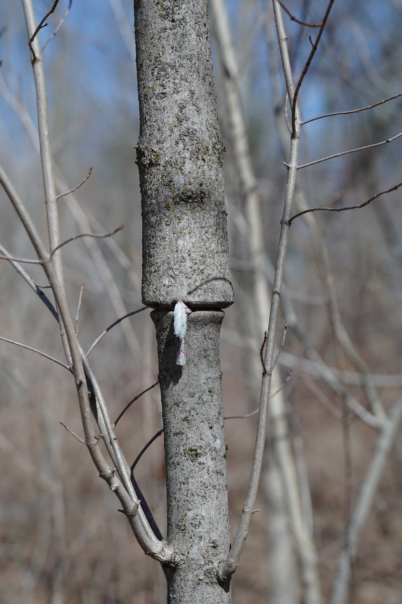 Spring has sprung!  A few pictures from today's hike at Crawford Lake.  I wonder how long that shoelace has been tied to the tree to cause the tree to grow the way it has?