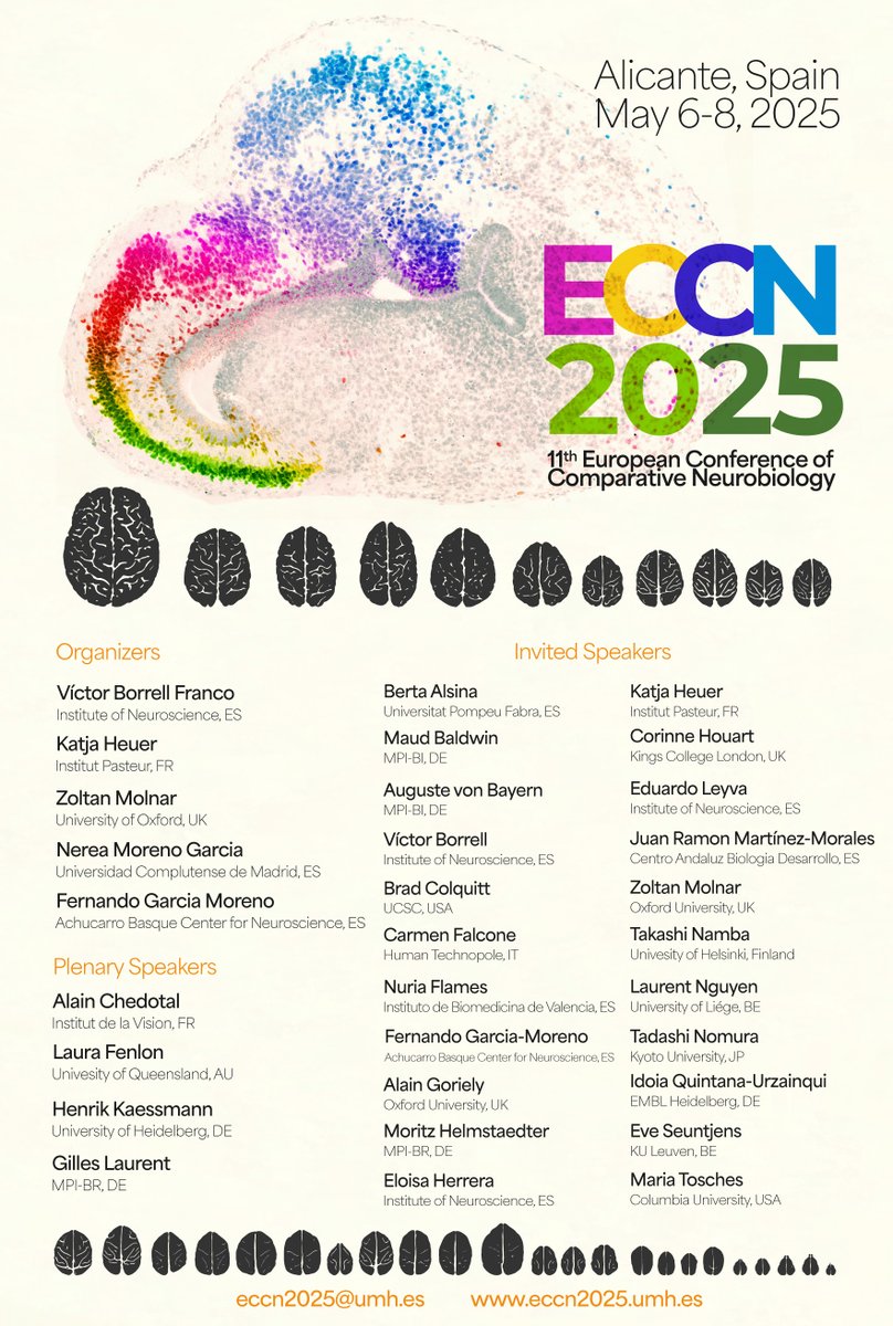 Fernando García-Moreno (@phylobrain) on Twitter photo 🔬🧬 #ECCN2025 Keynote Speaker Alert!
How do new genes shape vertebrate organs—like the brain? Prof. henrik Kaessmann (@KaessmannLab <a href="/UniHeidelberg/">Uni Heidelberg</a>) reveals the genomic innovations behind complexity and diversity.
⏳ Just a few days left to register—don’t miss out! 🔬🧬 #ECCN2025 Keynote Speaker Alert!
How do new genes shape vertebrate organs—like the brain? Prof. henrik Kaessmann (@KaessmannLab <a href="/UniHeidelberg/">Uni Heidelberg</a>) reveals the genomic innovations behind complexity and diversity.
⏳ Just a few days left to register—don’t miss out!