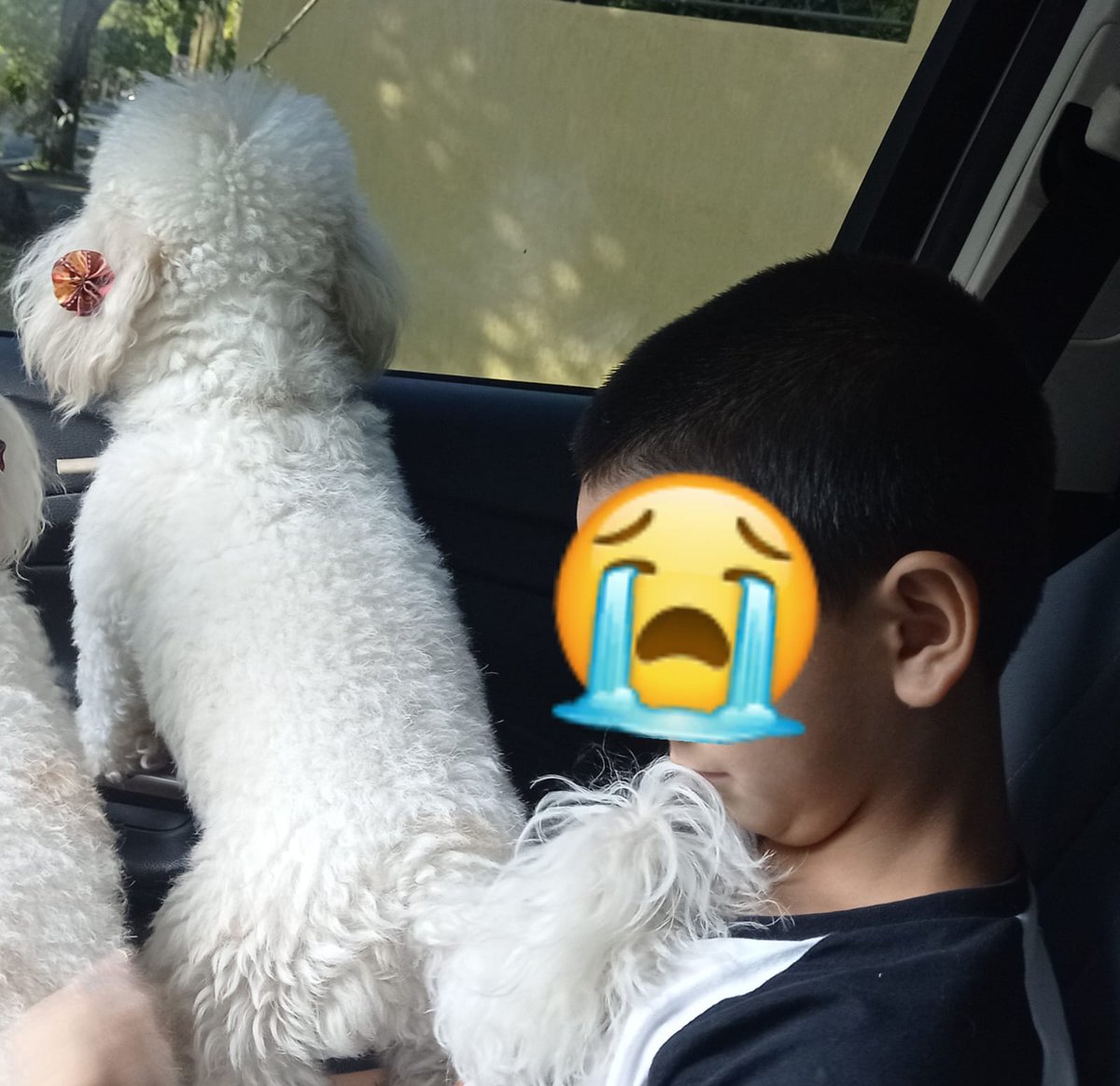 mareli_e's tweet photo. @oscar_marandu
@menchibarriocan 
@LuisBareiro
Ayúdame por favor se perdió LUNA ayúdenos a encontrarla
Caniche Blanca con moñitos rosados y correa rosada.
Zona Barrio Bella Vista
Comunicarse al 0981435330.
Un niño la está esperando https://t.co/Xd0SYNPKev