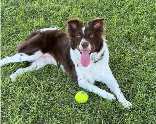 DrJMarine's tweet image. Great rescue story! #TheGoodStuff @HeartOTXHeartMD @hvanspall @DrMarthaGulati 
Dog bolts from car, falls over 100-foot cliff, is rescued in 3-hour effort wapo.st/3EkJhEO