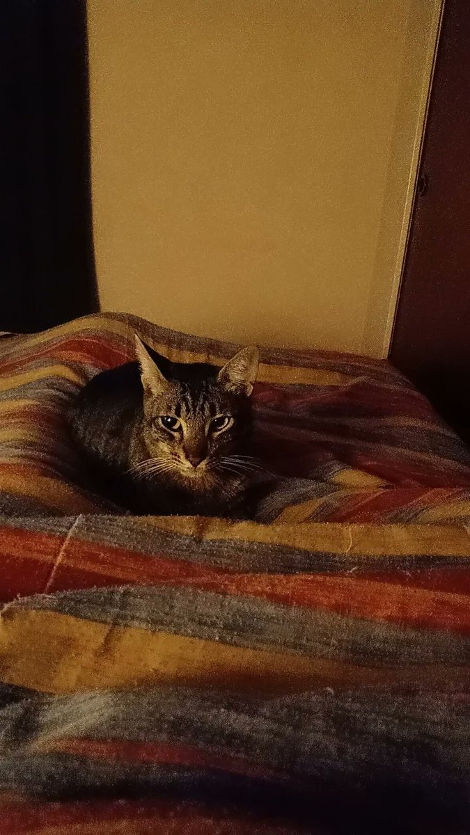 juanspikerman's tweet photo. Hola! Ya hace unos días que mi gato Vito no aparece por mí casa. Se fue hace semana o un poquito más y no puedo encontrarlo, tiene 4 años y es un gordo glotón. Vivo por zona de flores si alguno sabe algo puede hablarme les agradecería un montón. https://t.co/KqjhWfkr0b