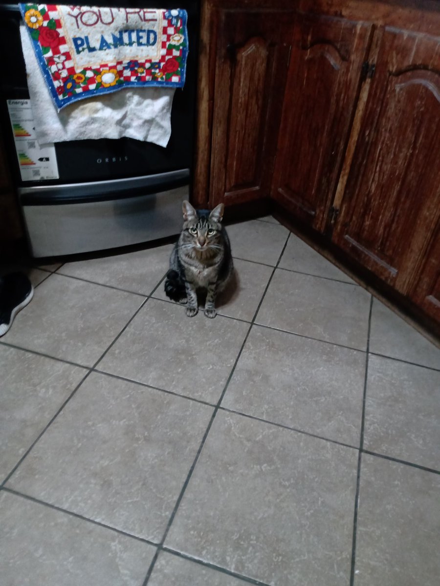 juanspikerman's tweet photo. Hola! Ya hace unos días que mi gato Vito no aparece por mí casa. Se fue hace semana o un poquito más y no puedo encontrarlo, tiene 4 años y es un gordo glotón. Vivo por zona de flores si alguno sabe algo puede hablarme les agradecería un montón. https://t.co/KqjhWfkr0b