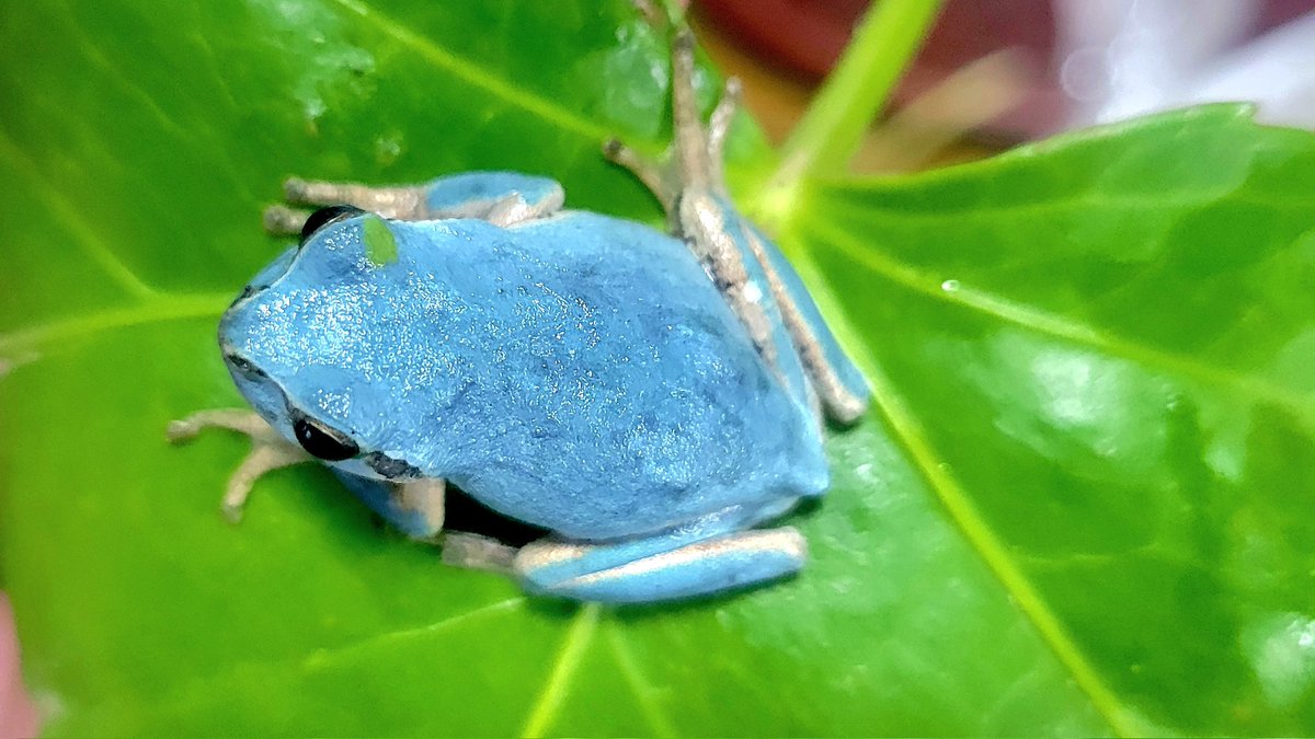 幸運をよぶ青いアマガエル 10万匹に1匹の珍しさ 千葉県旭市で 発見 