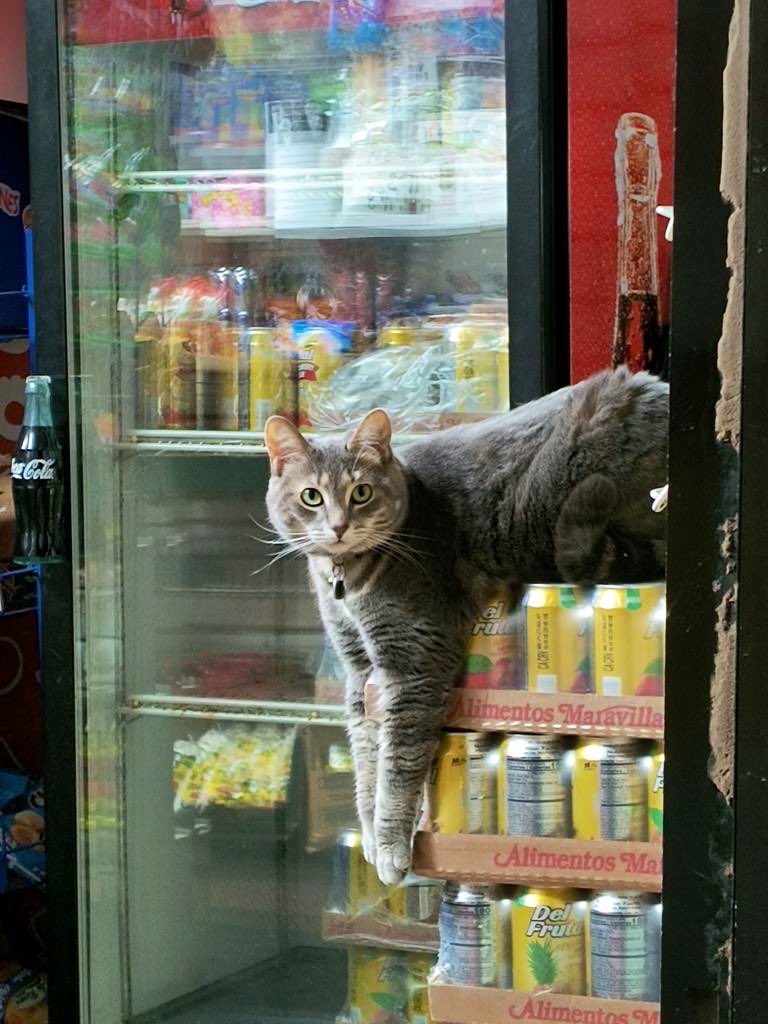 Bodega Cats (@bodegacats_) on Twitter photo 