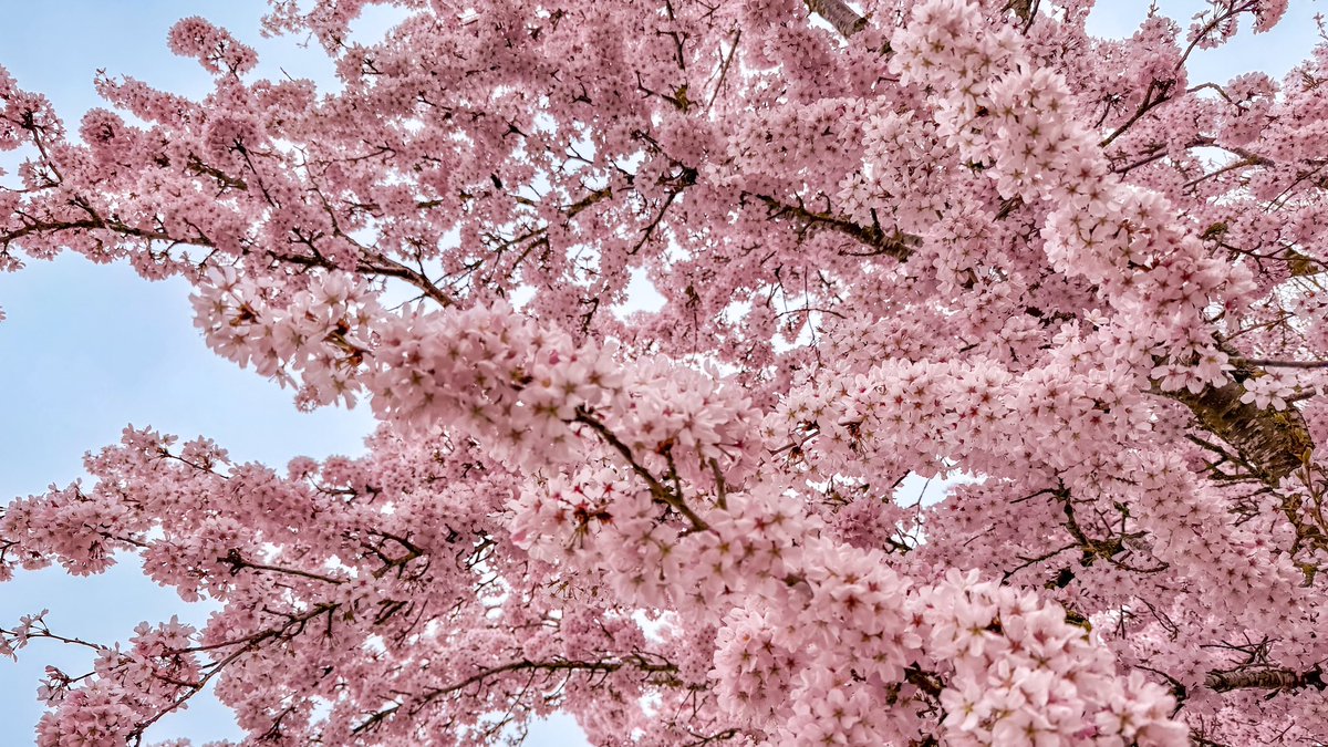 Coton Loves Pollinators ๐ ๐๐๐ (@cotonbuzz) on Twitter photo <a href="/nojobs2010/">Sylvia Carter</a> <a href="/markrwilliamson/">Mark Williamson</a> True โ but thanks to the generous gift of over 8,000 cherry trees from <a href="/JapanUKSakura/">Sakura Cherry Tree Project</a>, #HanamiUK will only get better with each passing year.โ ๐ธ๐ youtu.be/l93EAQJgdnY?siโฆ <a href="/nojobs2010/">Sylvia Carter</a> <a href="/markrwilliamson/">Mark Williamson</a> True โ but thanks to the generous gift of over 8,000 cherry trees from <a href="/JapanUKSakura/">Sakura Cherry Tree Project</a>, #HanamiUK will only get better with each passing year.โ ๐ธ๐ youtu.be/l93EAQJgdnY?siโฆ