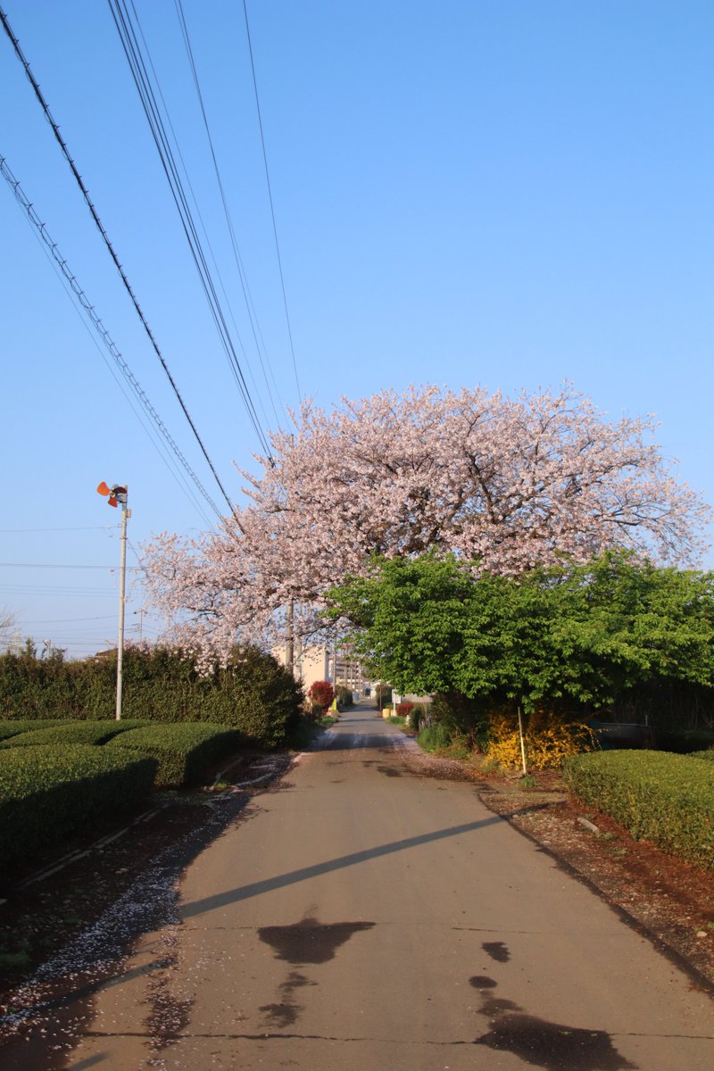 シダレザクラ 】天野山金剛寺の桜｜Cherry Blossoms in Kongo-ji