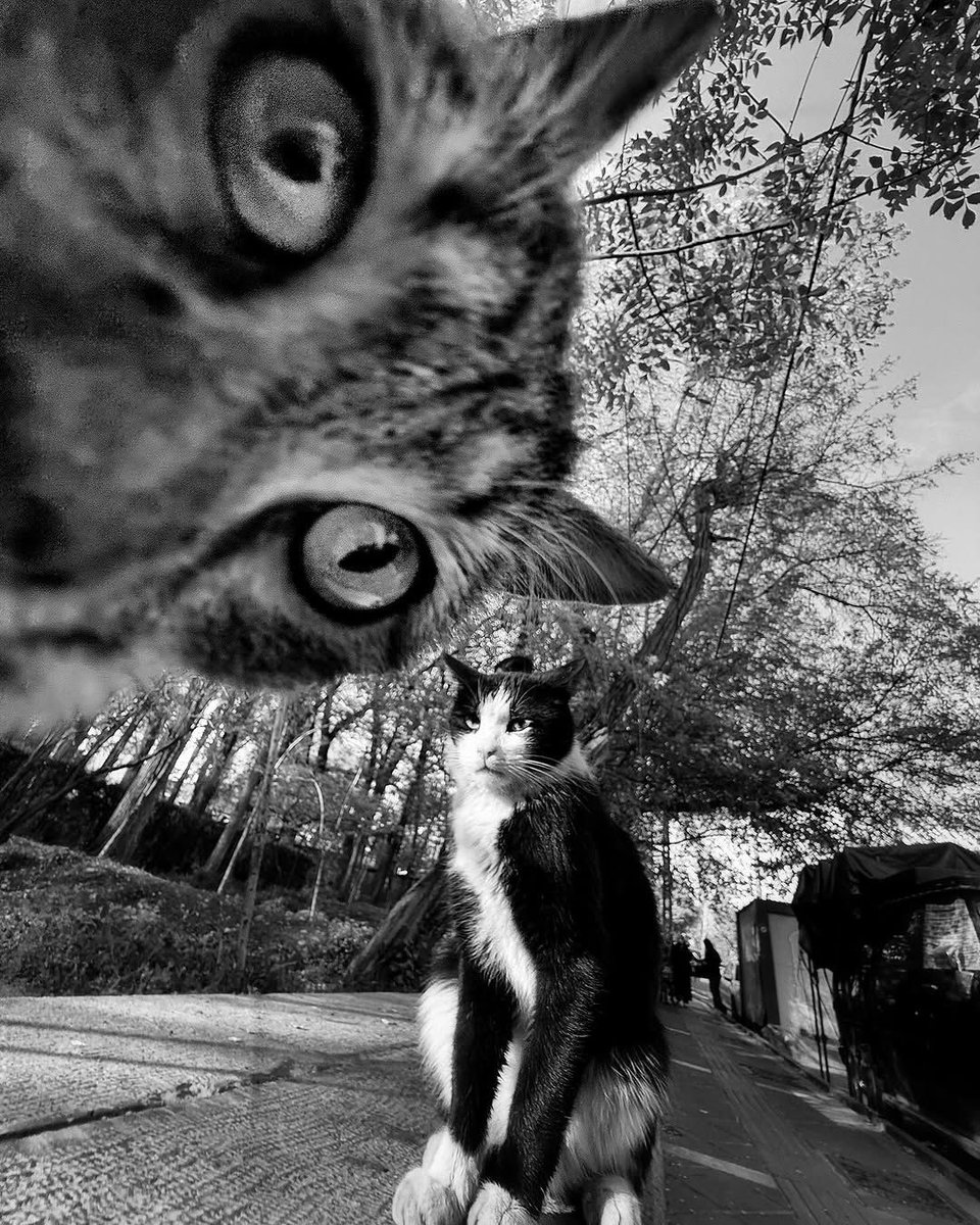 ©Akbar Mehrinezhad