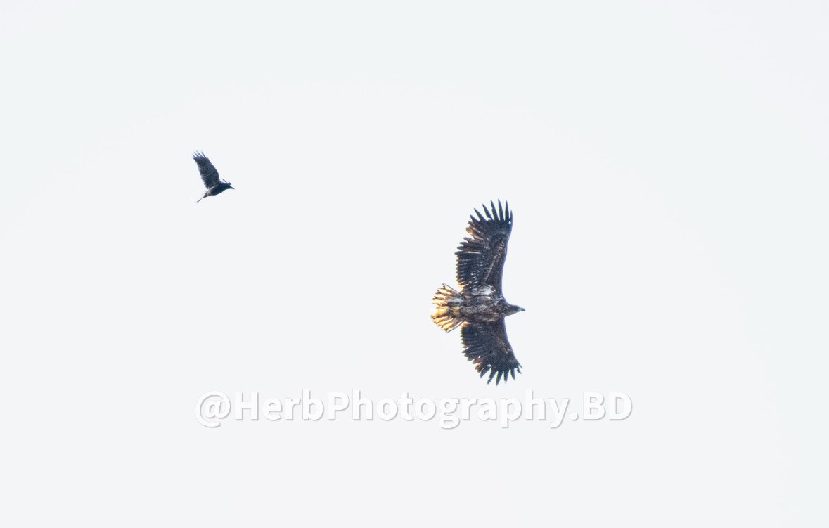 HerbPhotoBD's tweet photo. White tailed eagle or ‘sea eagles’ spotted @rspbarne last Thursday and getting bobbed by corvids #wildlifephotography #seaeagles #rspbarne https://t.co/DKV6aiWOTj