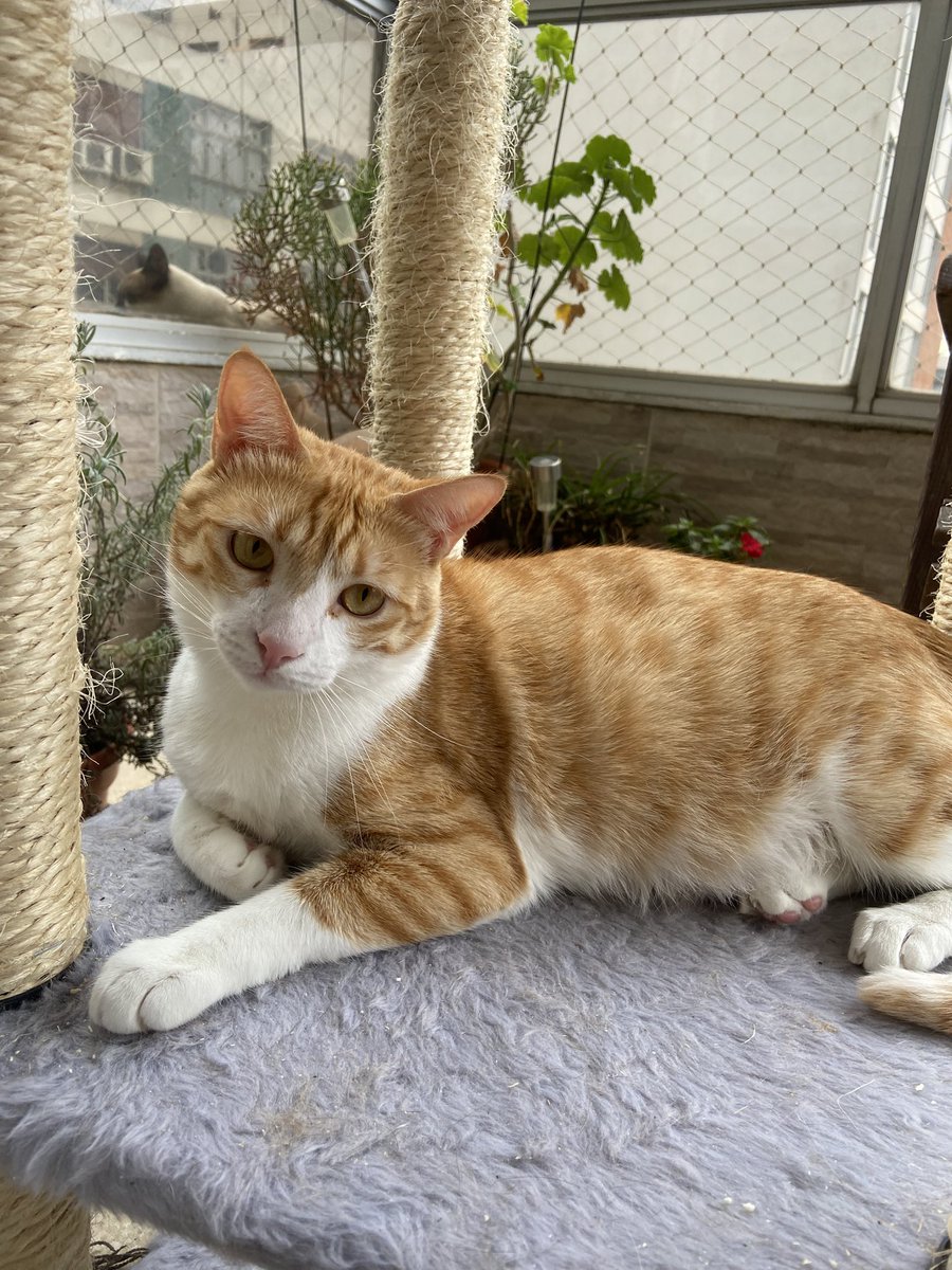 Biapmad's tweet photo. 1 year ago Abigail was diagnosed with FIP today we celebrate her victory over it! #ambassacats #FIPWarriors https://t.co/TqV5cmwhxU
