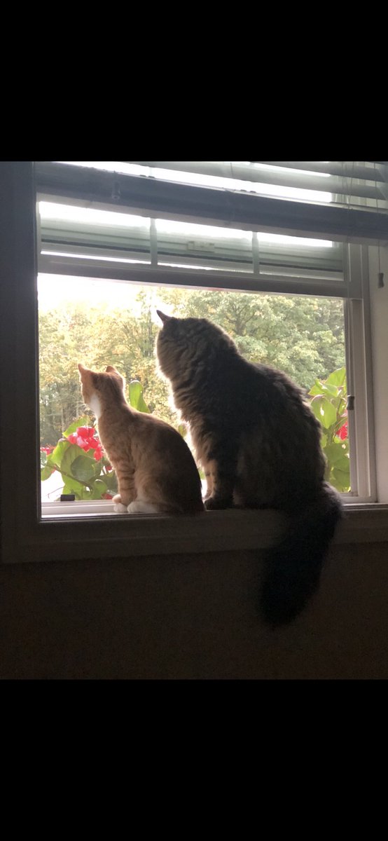 trraack's tweet photo. @ShouldHaveCat https://t.co/iFZBOGHDoV