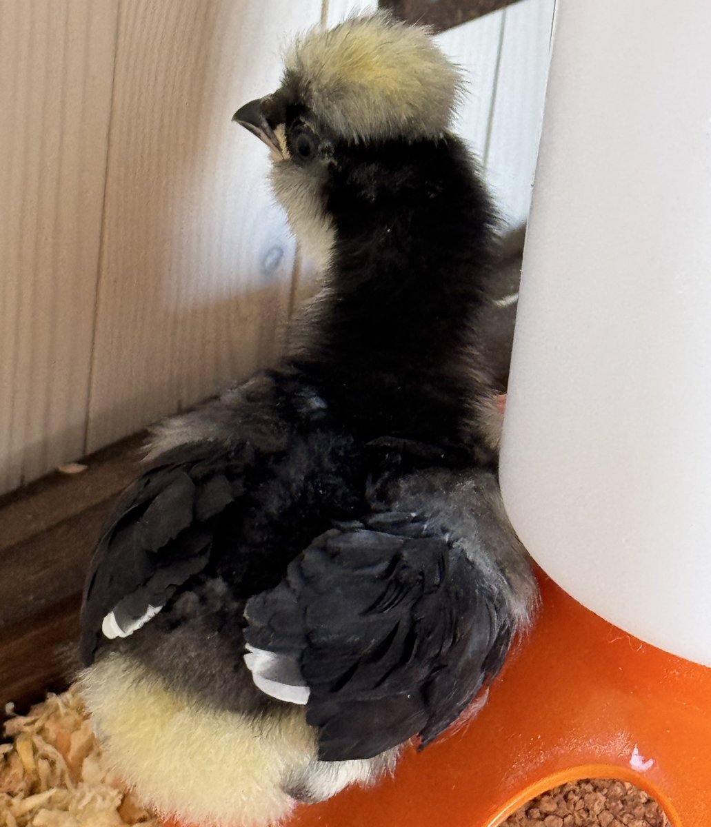My granddaughter Allison wanted chickens, so I guess Nana now owns chickens. 🐓 👩🏻‍🌾 🤣 

We won’t talk about the Betta fish named Bunny Rabbit, which I am also now responsible. 🤫 

Dear <a href="/darknado/"></a> maybe stop taking her to Kahoots. 🤣

#nanalife