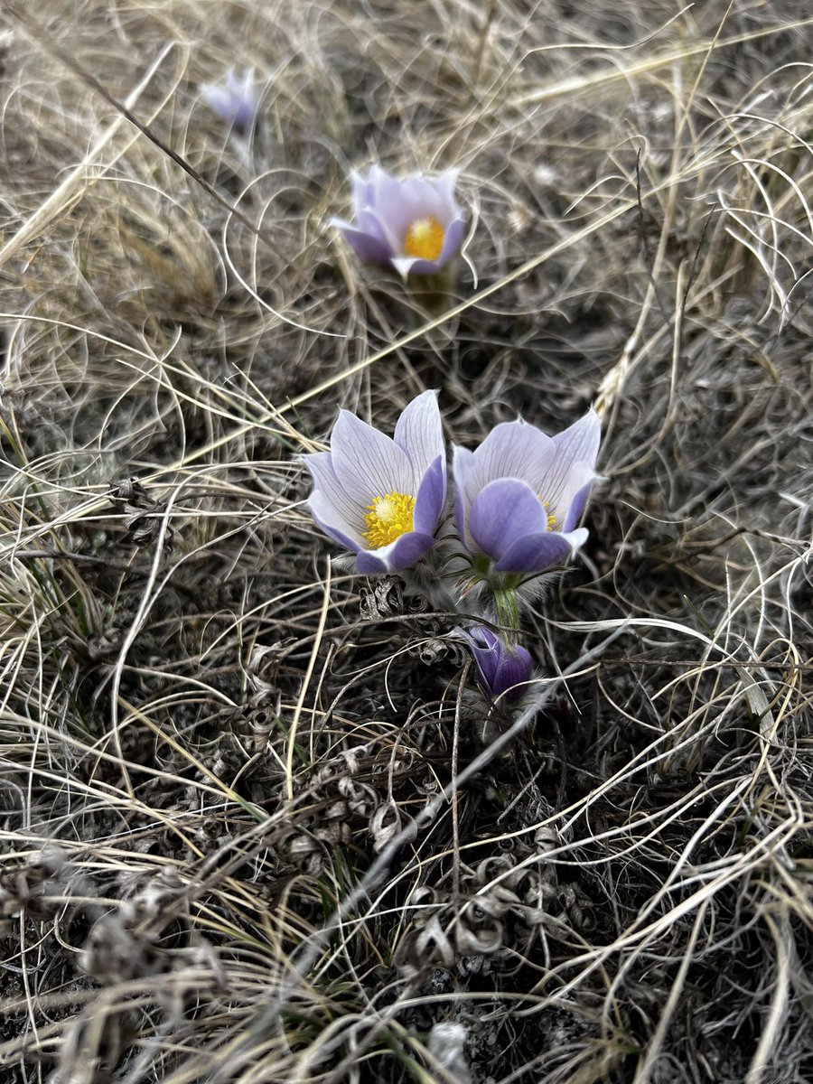 Merle Massie, PhD 📚✒️🚜🇨🇦 tweet media