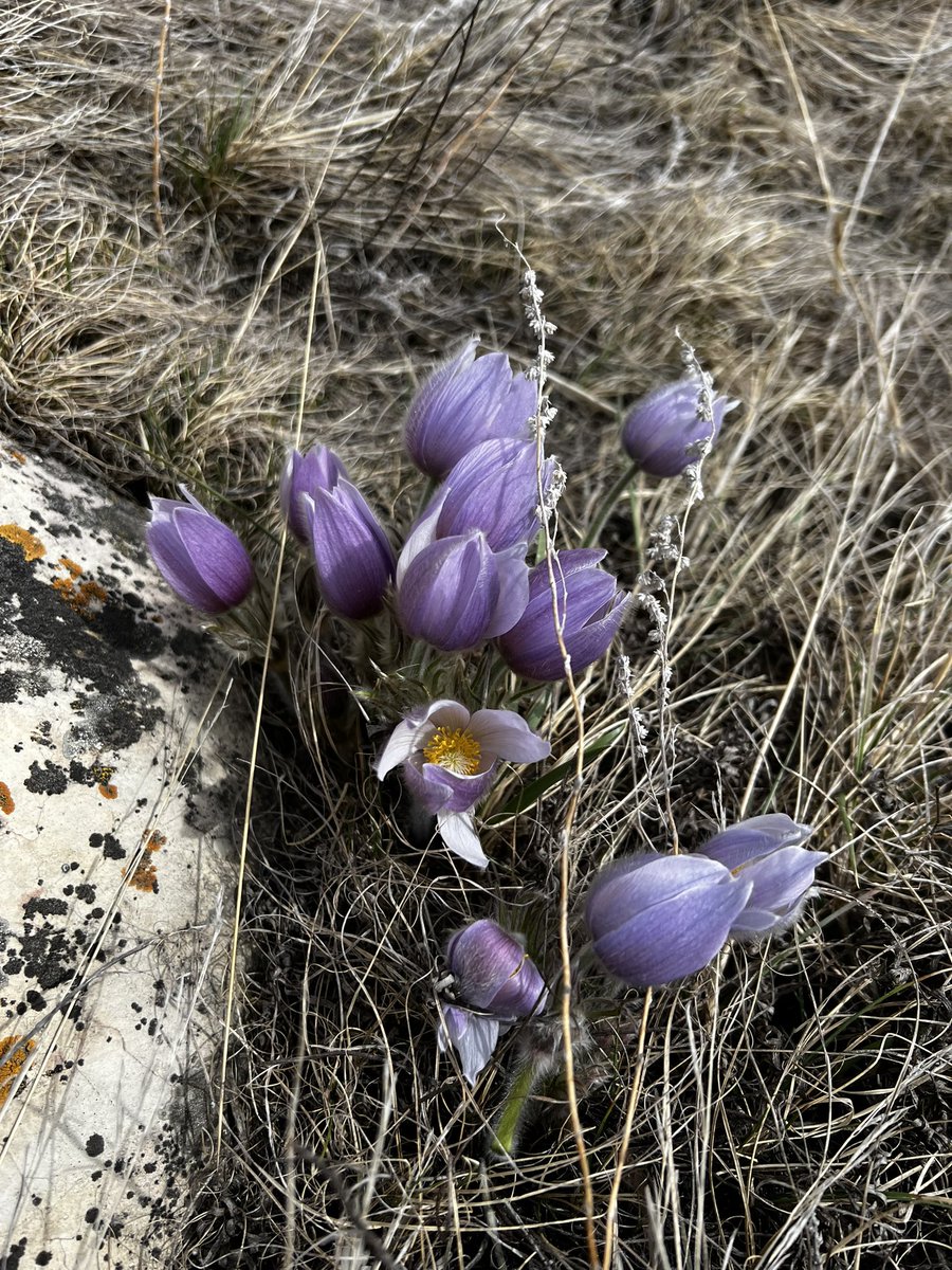 Merle Massie, PhD 📚✒️🚜🇨🇦 tweet media