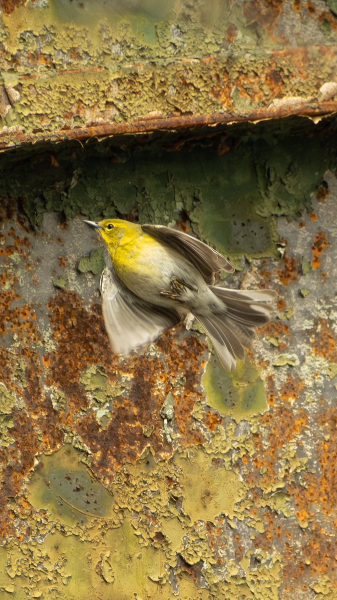 AshFindsBirds's tweet photo. First of the season Pine Warbler!!! It feels so good to get back out there :) welcome back little dude! #Birds #Brooklyn #ProspectPark https://t.co/tamMKXJkMM