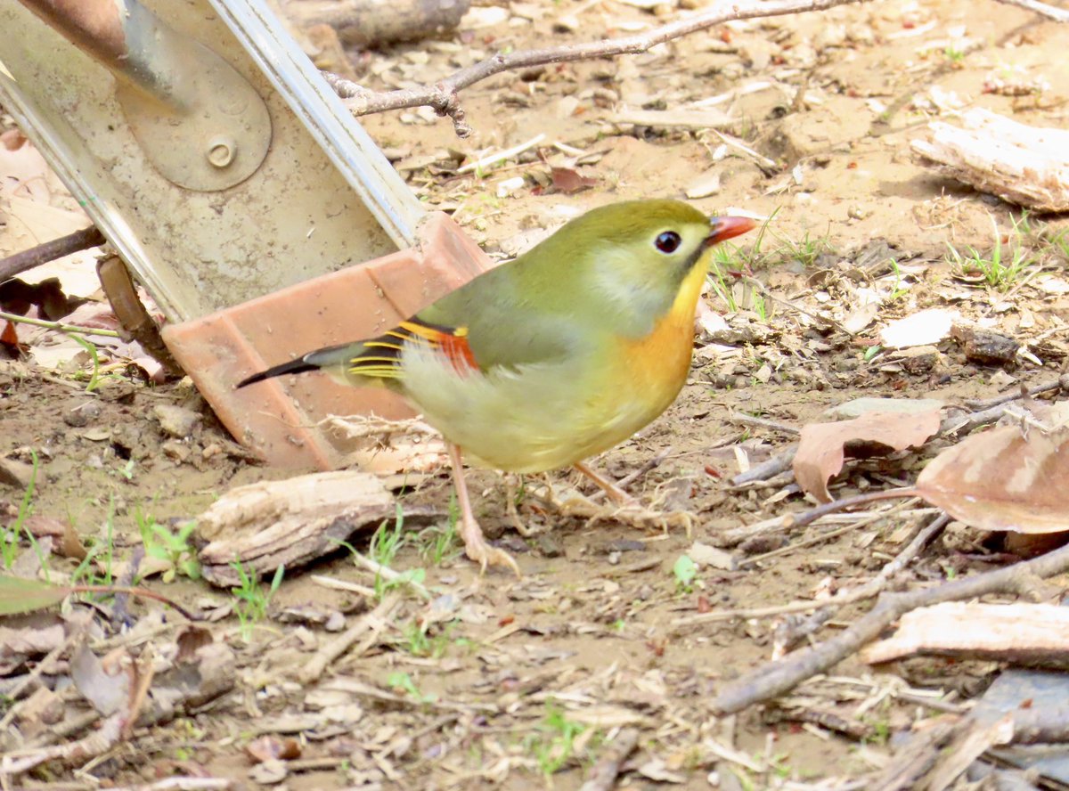 arrivedeh's tweet photo. One of our top birds so far during our Japan trip: a red-billed leiothrix. 64 different birds on the camera so far and it’s getting more difficult to spot new ones. One week to go.
#birdwatching #birding #leiothrix #birdphotography #BirdsSeenIn2025 https://t.co/qMCiogtE37