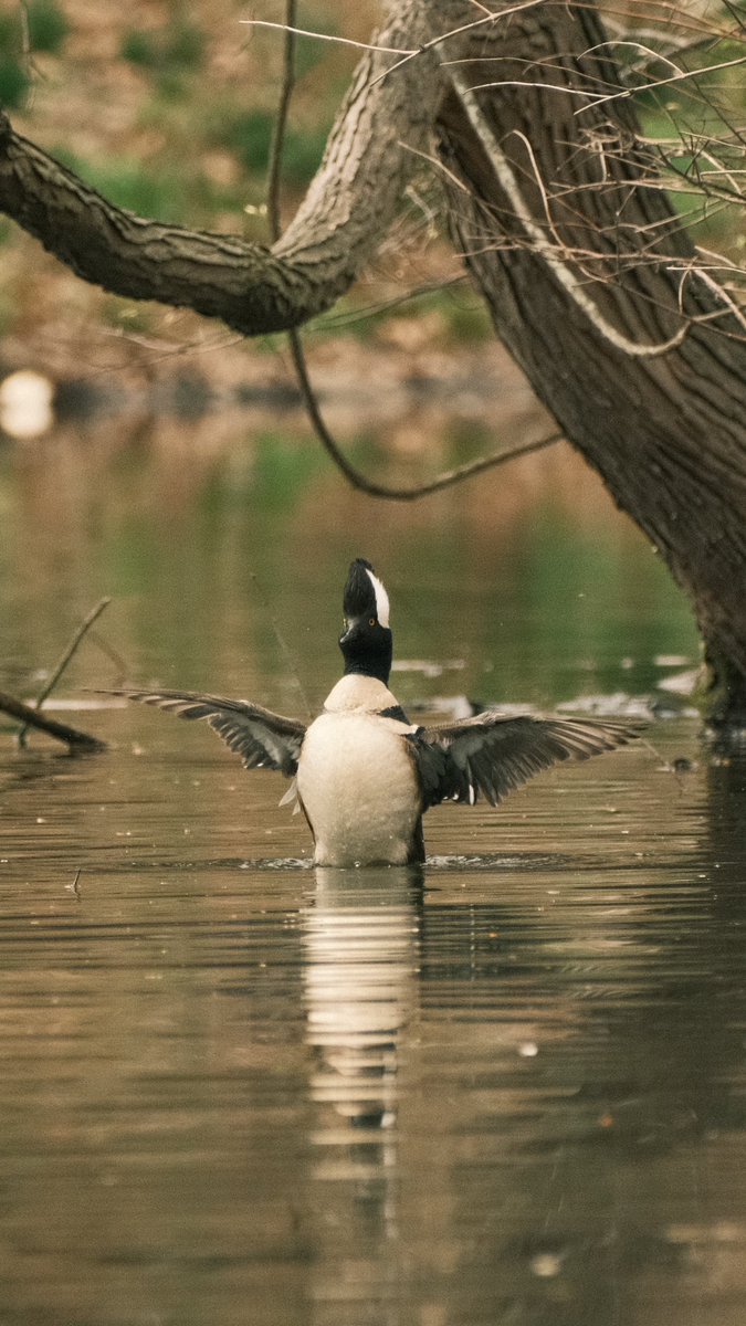 AshFindsBirds's tweet photo. This Hooded Merganser was taking his ladies around for a swim in the nice weather today :) #Birds #Brooklyn #ProspectPark https://t.co/EnlmtBon7I