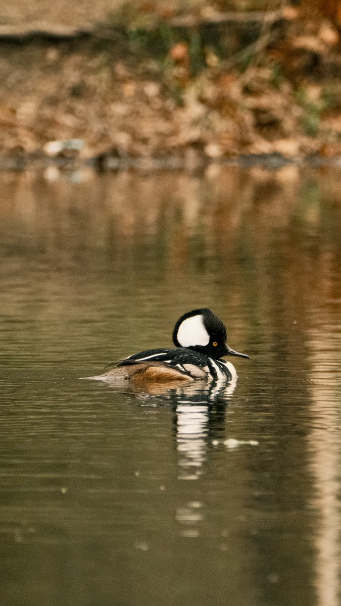 AshFindsBirds's tweet photo. This Hooded Merganser was taking his ladies around for a swim in the nice weather today :) #Birds #Brooklyn #ProspectPark https://t.co/EnlmtBon7I