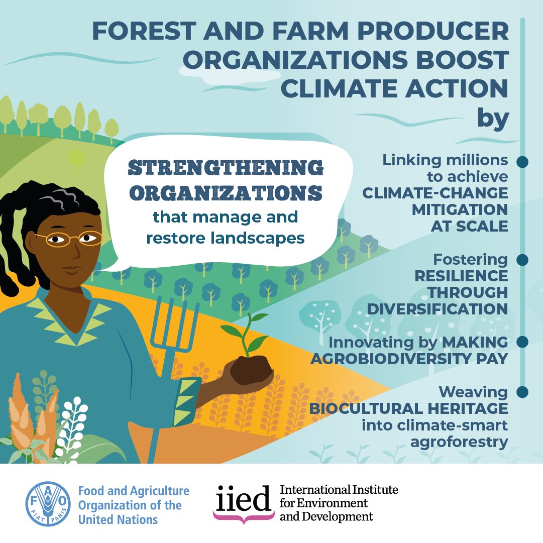 FAOForestry's tweet image. 🌱#DYK? Forest and farmer producer organizations boost climate action by strengthening organizations that manage and restore landscapes.

Find out how the #ForestFarmFacility is providing support🔗bit.ly/FFFacility

@IIED @IUCN @FFP_AgriCord