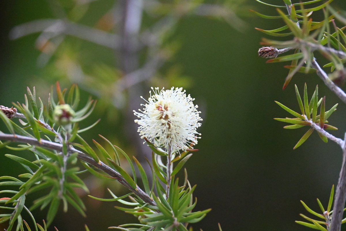Lovely little gift from our garden to start the day