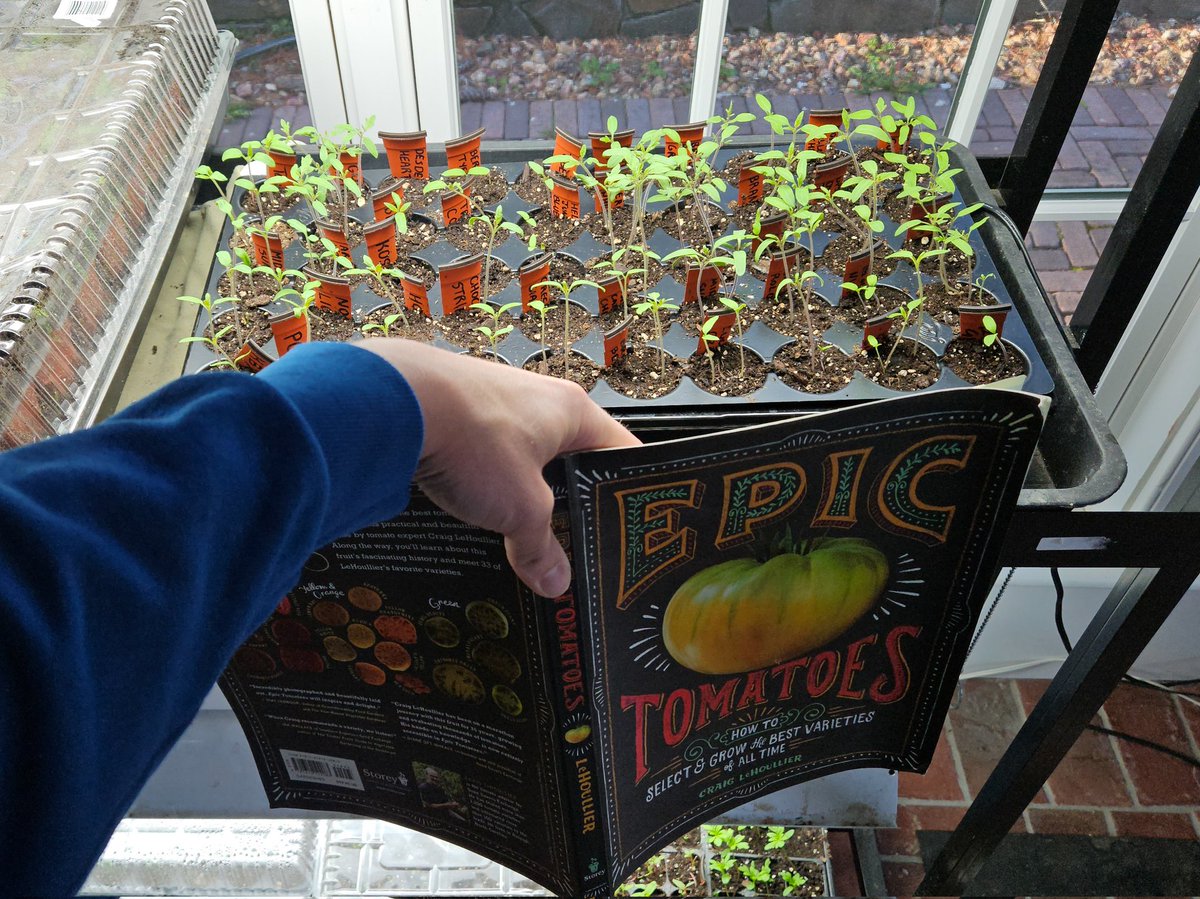 forcing my tomato seedlings to read tomato theory so they become better tomato plants