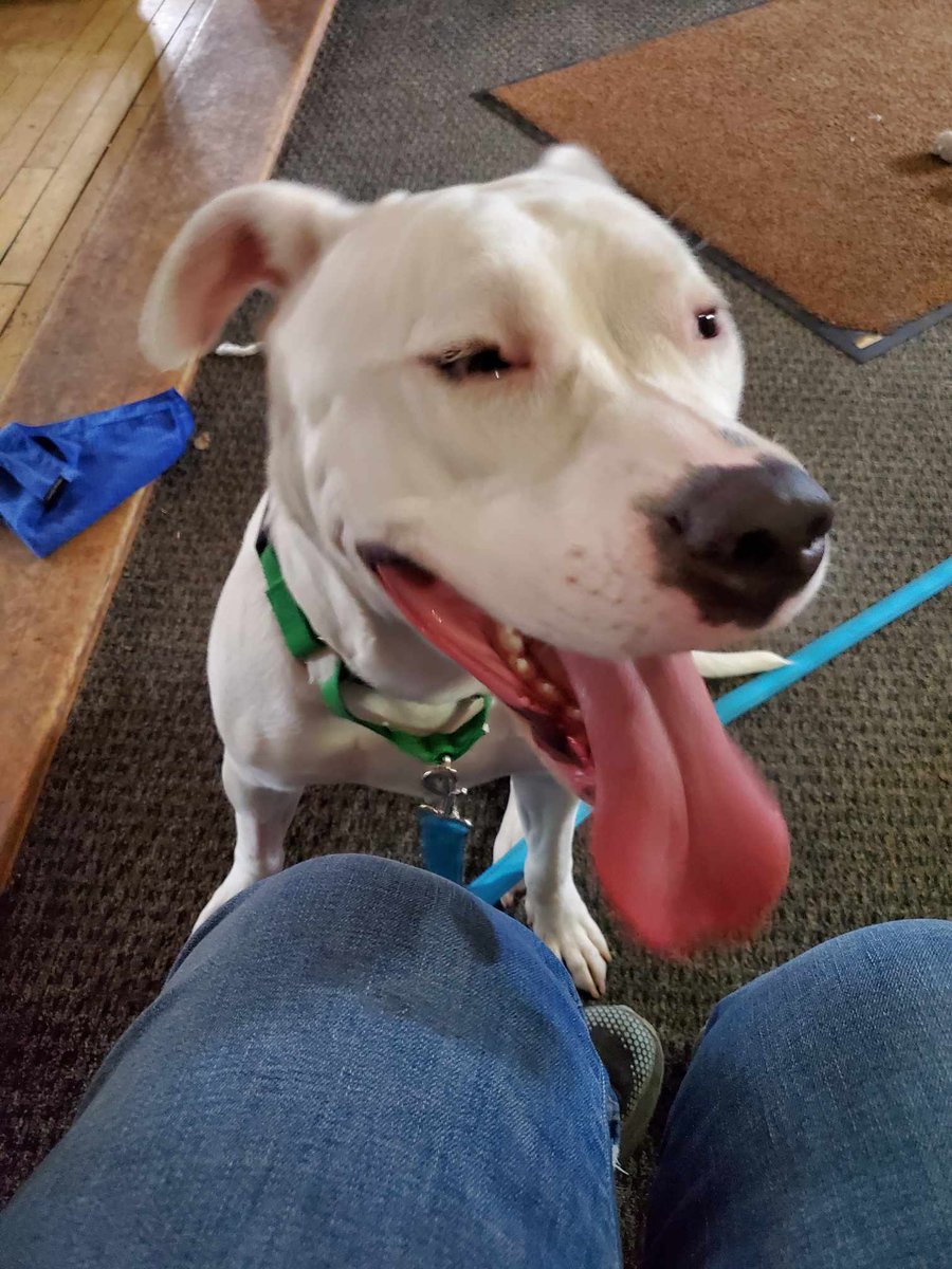 PoundHoundsResQ's tweet photo. Guess who is doing #fabulously in her foster home? Desdemona!
Desdemona came to us via the New York Animal Care Centers in Queens. She was found as a stray and brought there by her finder.
She was NOT a happy camper there. She did everything a dog is NOT supposed to try to get out. Baring teeth, growling, avoidant, which landed her the 'Rescue Only' label.
One of our newest fosters is showing her what us humans are capable of. Not all of us are bad.
Welcome to Pound Hounds ResQ