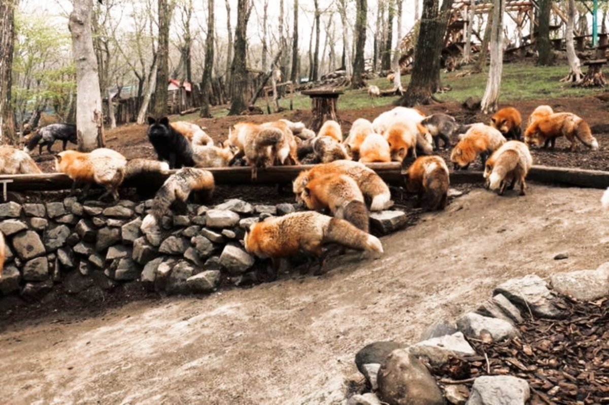 dearnoru's tweet photo. Em contraste com meu dia de ontem, hoje foi maravilhoso. Eu visitei um santuário de raposas e pude dar muito carinho e alimentar esses seres tão incríveis. Eu nem ao menos queria ir embora, por mim ficaria lá para sempre. Elas são muito adoráveis. https://t.co/9tpj3hESPn