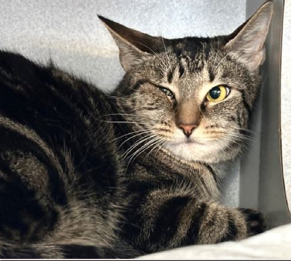 JLthekid9999's tweet photo. ๐๐ WASHER, 2 YO, FEMALEโ IN MANHATTAN ACC - came into the shelter as an agency on 2/23/2025. ๐๐ ๐ฟ ๐ฟ ๐ฟ ๐ฟ
โก๏ธ TBD 4/15/25
โก๏ธ JUST A BABY
โก๏ธ ๐๐ 1ST Chance on Emergency Placement List โ VERY URGENT โ ๐๐ ๐ฑ๐ฅ๐ฅ๐ฑ
โก๏ธ 49 DAYS IN SHELTER โ TOO LONG โ TIME IS RUNNING OUT
โก๏ธ WASHER IS ON THE EPL FOR BEHAVIORAL REASONS - She is not thriving in the care center and continues to display distance-increasing behavior when approached for interactions. She has not warmed up despite staff using treats to build a positive association. This designation often means the cat is given very little time for rescue/foster/adoption. ๐ฅ๐ฅ๐ฅ๐ฅ
A volunteer writes: Washer is our discerning and accomplished treat commissioner. She has her credentials but we don't have all the details because we don't know much about her history before coming to the Care Center. Washer was brought to us with Drier (221156) when they were left in a carrier in a building hallway. Adjusting to life at the Care Center can be a big ask for some, Washer included, so she spends a lot of time napping in her den. Whenever we offer food, however, Washer's expertise (and curiosity) essentially requires her to inspect. Sometimes she'll even come to walk out for a full survey before changing her mind and requesting treats be brought to her den. Though I wish Washer would tell me a little bit more about herself, we have seen her adorably playing with her treats in her den, which I asked about and it's a very legit method. We're hoping a patient family will be coming Washer's way soon. Washer tolerates attention and petting but may be fearful or stressed in the shelter, and may be intimidated by small children. She may be a little more independent, and may need time to warm up to her new home.โค๏ธ ๐ปโค๏ธ ๐ปโค๏ธ ๐ป
NEEDS OUT OF SHELTER ASAP โ
Please RT or pledge, if you can, to save this little one.
@AdamsPaulGrimke
๐๐ฟ๐Thank you