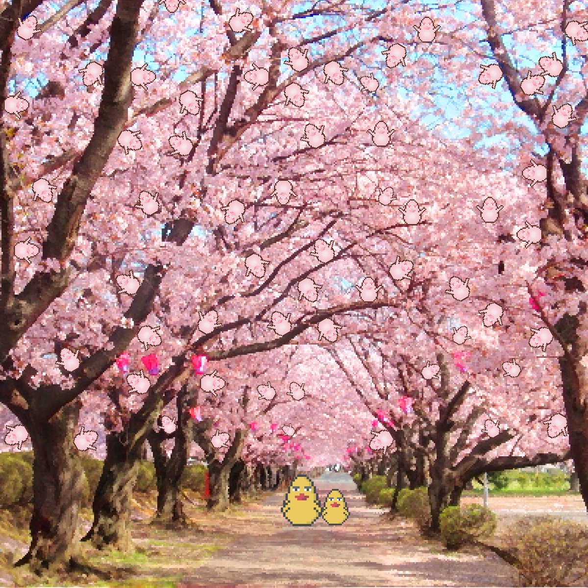 サクラの季節も残り僅かですね
私の街もようやく満開になりました