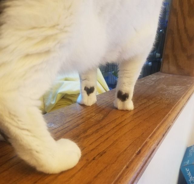 Why you should have a cat tweet media
