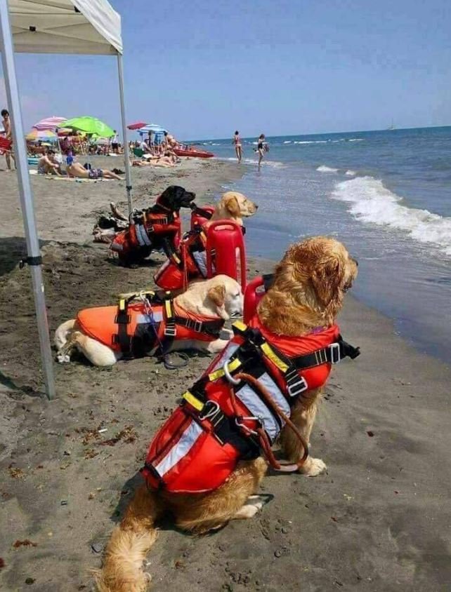 These rescue dogs are making sure every human is safe on this beach. If Animals Matter to You, Leave a Red Heart😍💕
