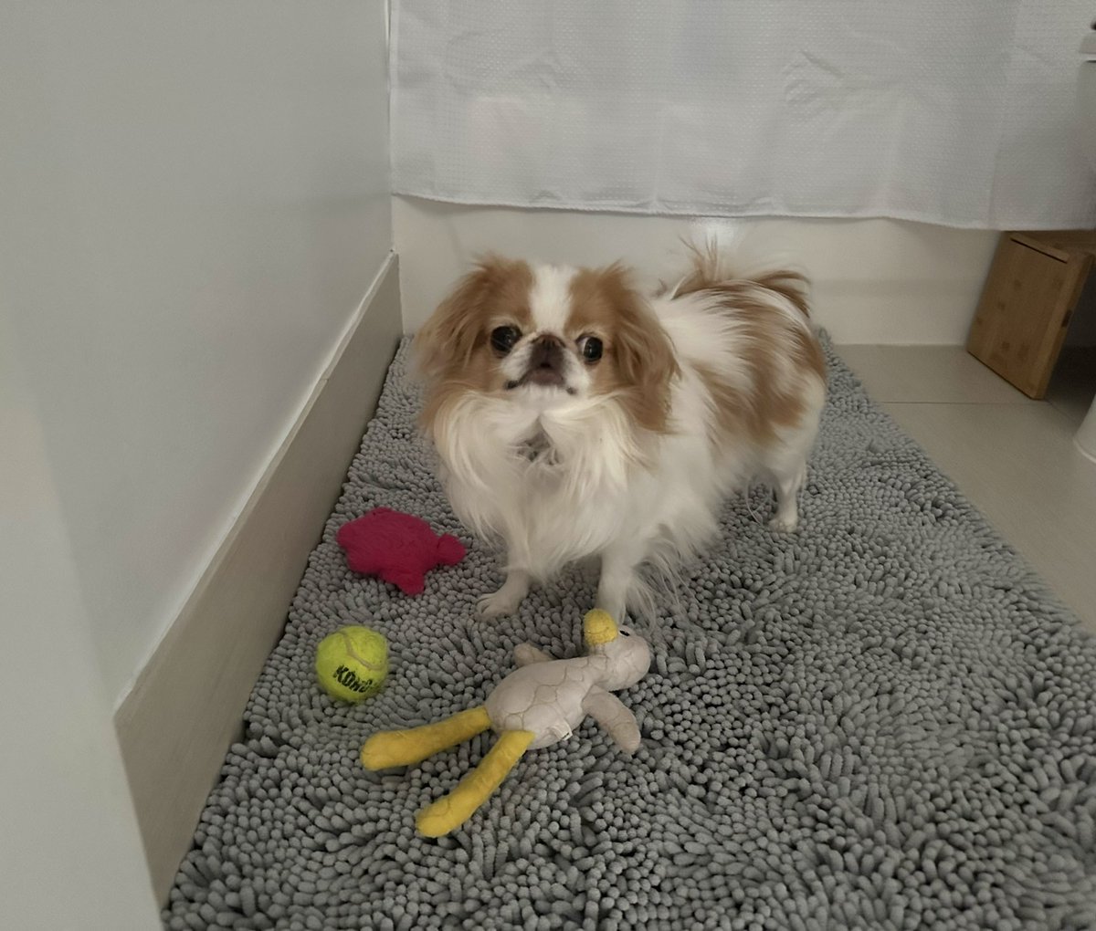Lindathedog1's tweet photo. When Rosie and I play I hide my toys in the bathroom so I don’t have to share :) https://t.co/z2xFEtySau