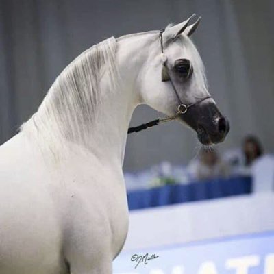 #صورة_جديدة_للملف_الشخصي