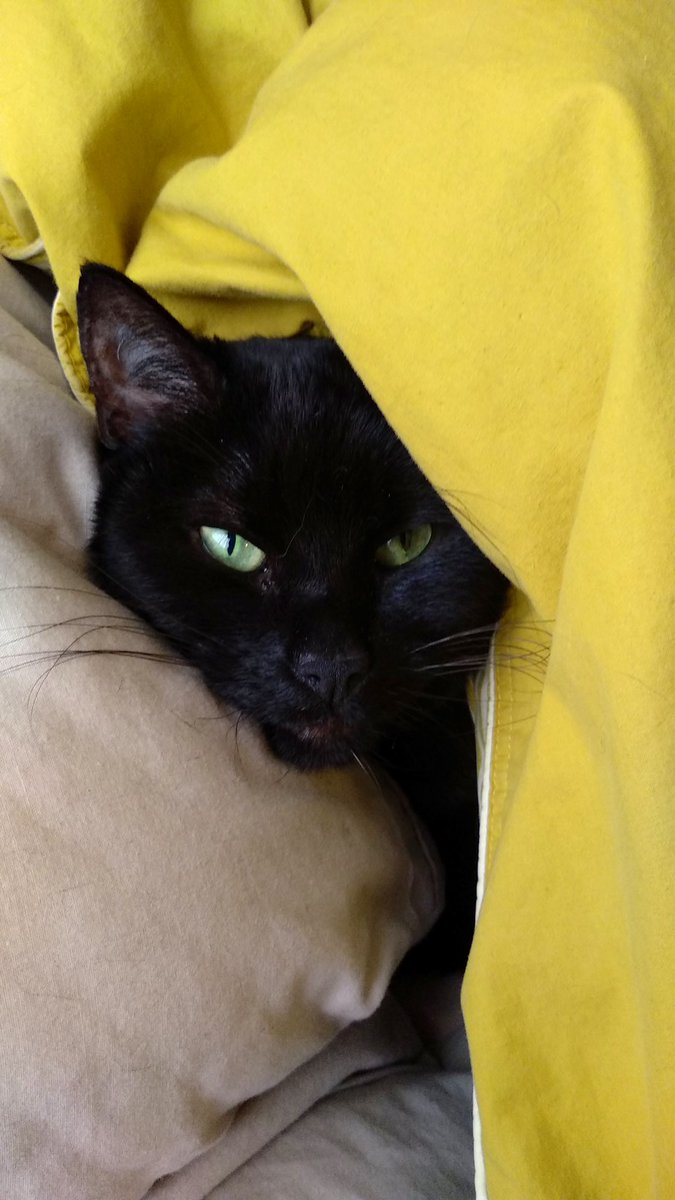 jumistik's tweet photo. La negrita más adorable del planeta con una mirada de querer almas insaciablemente, Pimienta.

"Golden slumbers fill your eyes
Smiles awake you when you rise
Sleep, pretty darling, do not cry
And I will sing a lullaby"

Rata callejera 🐀🖤 https://t.co/UxdolmrwAU