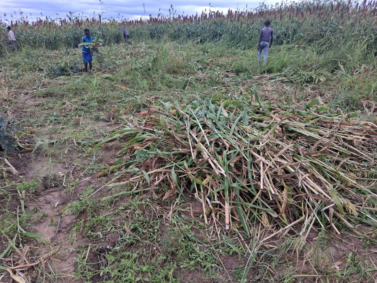 freshgate farm tweet media