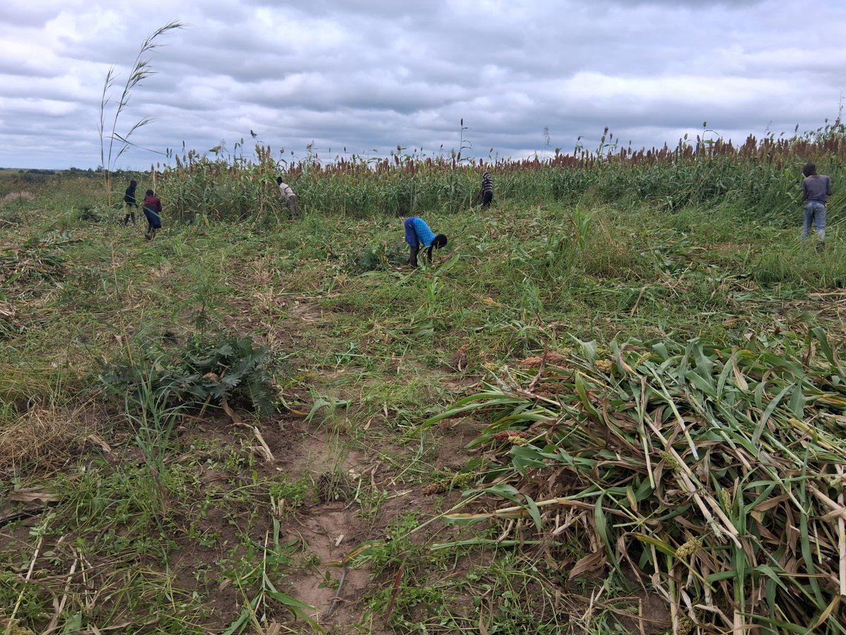 freshgate farm tweet media