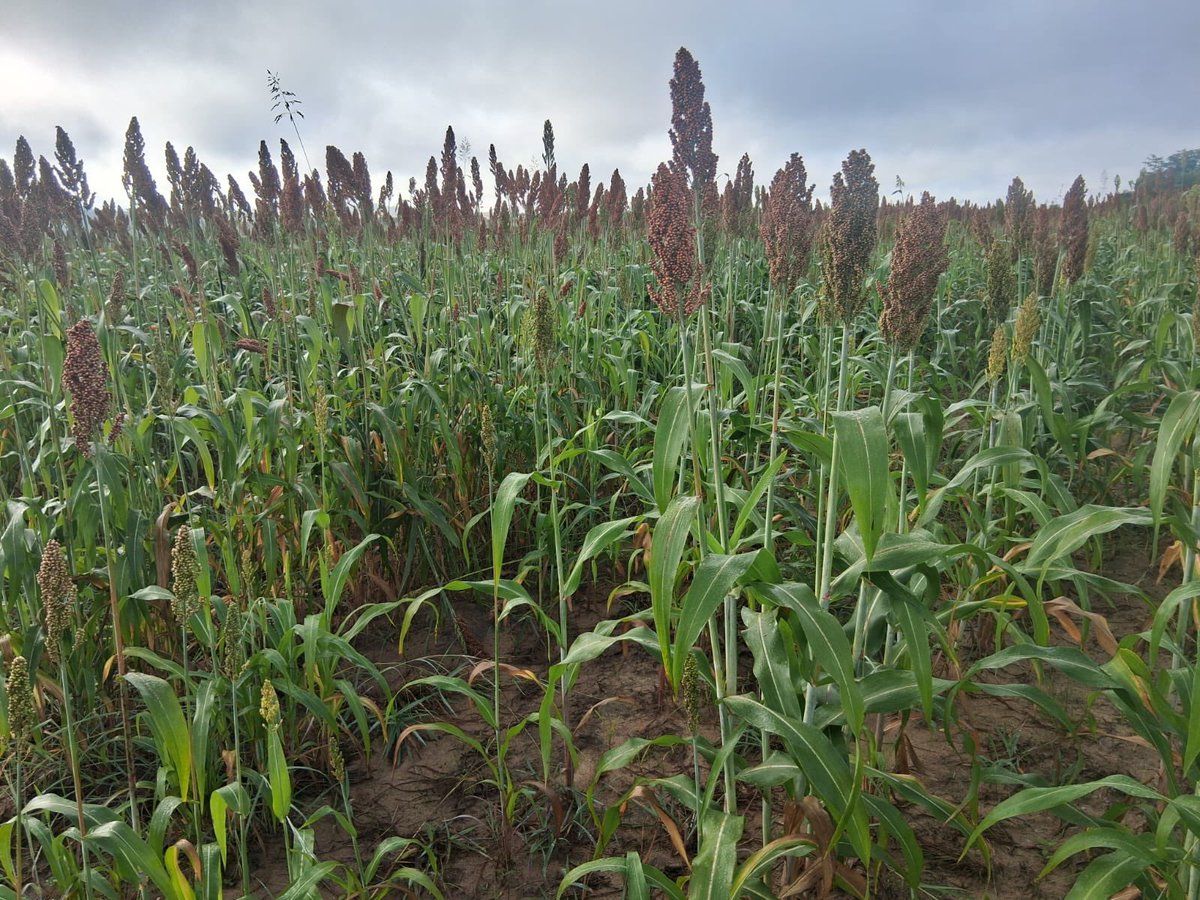 freshgate farm tweet media