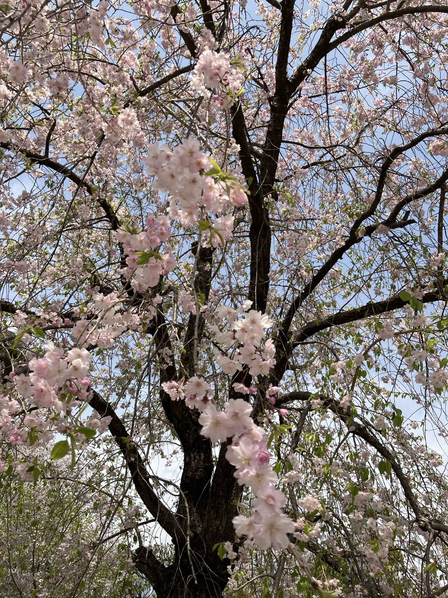 kinunbenza's tweet photo. 先週の桜🌸

#桜
#さくら https://t.co/jhStnzqHdb